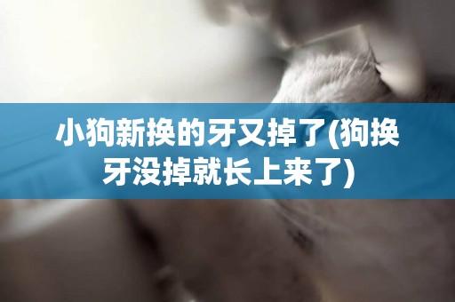小狗新換的牙又掉了(狗換牙沒掉就長上來了)