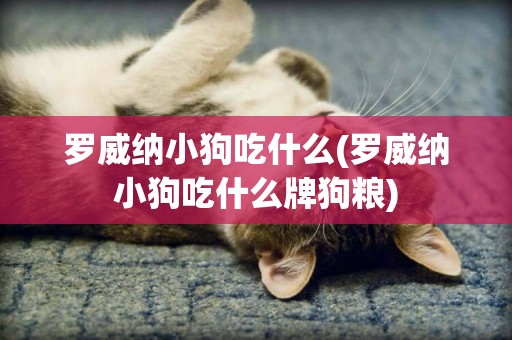 羅威納小狗吃什么(羅威納小狗吃什么牌狗糧)
