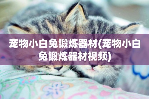 寵物小白兔鍛煉器材(寵物小白兔鍛煉器材視頻)