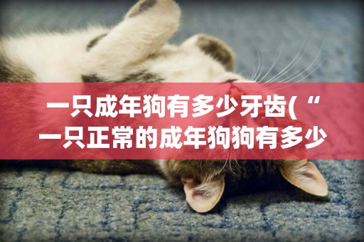 一只成年狗有多少牙齒(“一只正常的成年狗狗有多少顆牙齒?”)