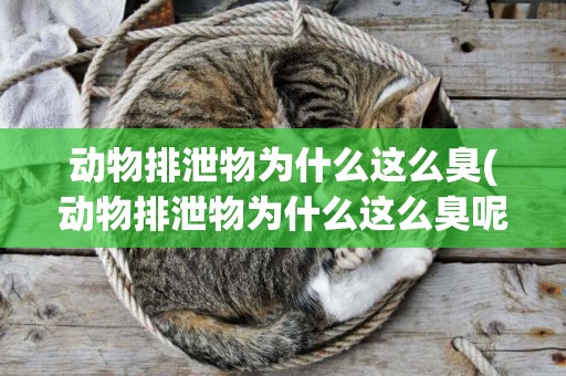 動物排泄物為什么這么臭(動物排泄物為什么這么臭呢)