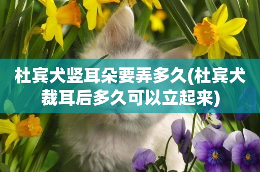 杜賓犬豎耳朵要弄多久(杜賓犬裁耳后多久可以立起來)