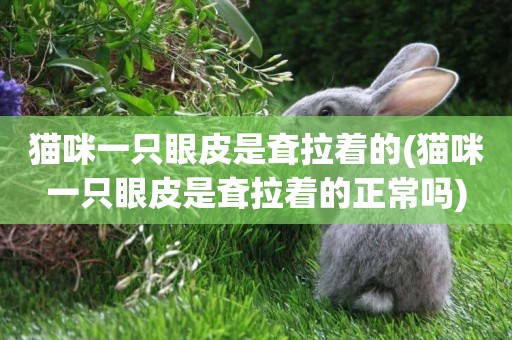 貓咪一只眼皮是耷拉著的(貓咪一只眼皮是耷拉著的正常嗎)