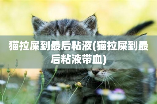 貓拉屎到最后粘液(貓拉屎到最后粘液帶血)