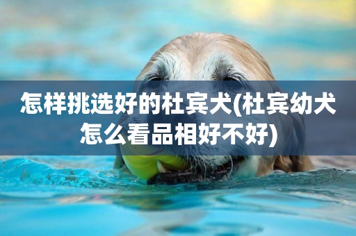 怎樣挑選好的杜賓犬(杜賓幼犬怎么看品相好不好)