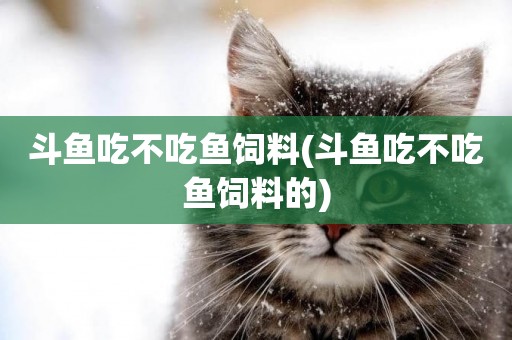 斗魚吃不吃魚飼料(斗魚吃不吃魚飼料的)