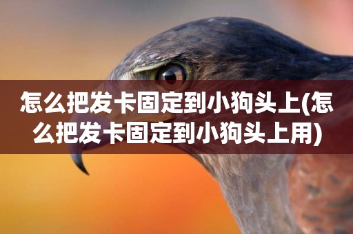怎么把發卡固定到小狗頭上(怎么把發卡固定到小狗頭上用)