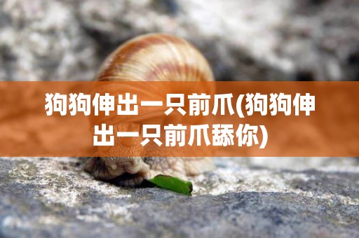 狗狗伸出一只前爪(狗狗伸出一只前爪舔你)