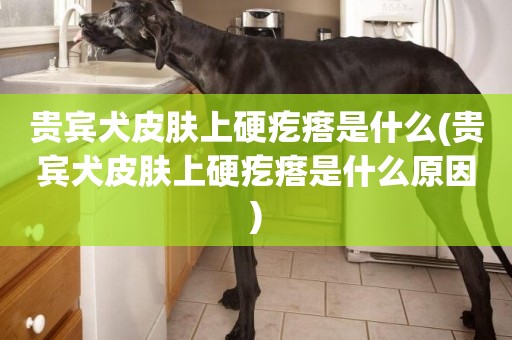 貴賓犬皮膚上硬疙瘩是什么(貴賓犬皮膚上硬疙瘩是什么原因)