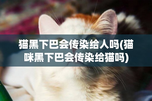 貓黑下巴會傳染給人嗎(貓咪黑下巴會傳染給貓嗎)