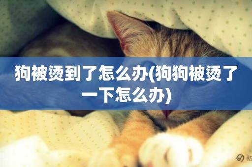 狗被燙到了怎么辦(狗狗被燙了一下怎么辦)