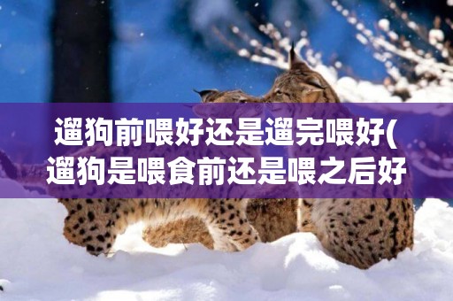 遛狗前喂好還是遛完喂好(遛狗是喂食前還是喂之后好)