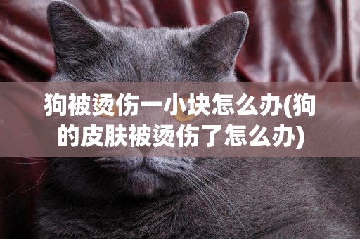 狗被燙傷一小塊怎么辦(狗的皮膚被燙傷了怎么辦)