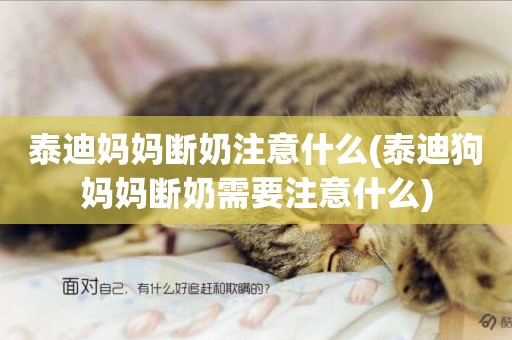 泰迪媽媽斷奶注意什么(泰迪狗媽媽斷奶需要注意什么)