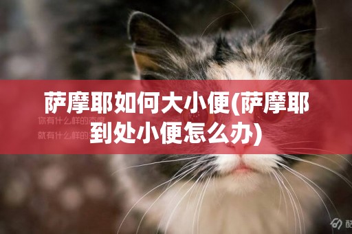 薩摩耶如何大小便(薩摩耶到處小便怎么辦)