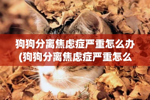 狗狗分離焦慮癥嚴重怎么辦(狗狗分離焦慮癥嚴重怎么辦呢)