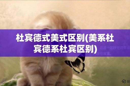 杜賓德式美式區別(美系杜賓德系杜賓區別)