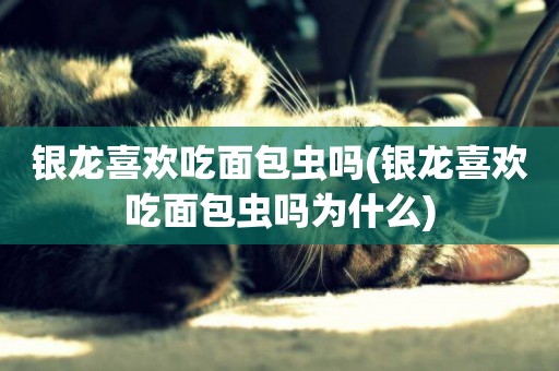 銀龍喜歡吃面包蟲嗎(銀龍喜歡吃面包蟲嗎為什么)