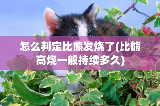 怎么判定比熊發燒了(比熊高燒一般持續多久)