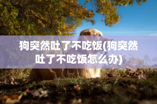 狗突然吐了不吃飯(狗突然吐了不吃飯怎么辦)