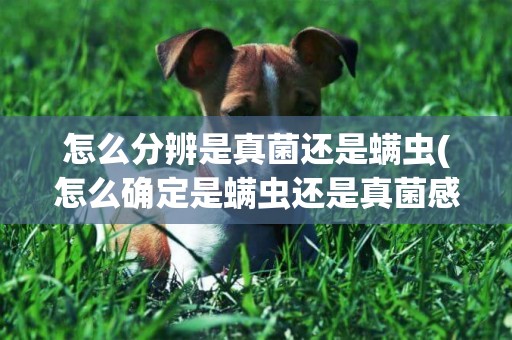 怎么分辨是真菌還是螨蟲(怎么確定是螨蟲還是真菌感染)