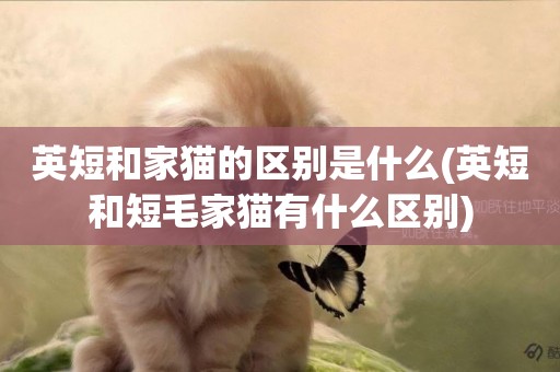 英短和家貓的區別是什么(英短和短毛家貓有什么區別)