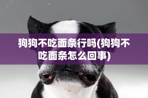 狗狗不吃面條行嗎(狗狗不吃面條怎么回事)