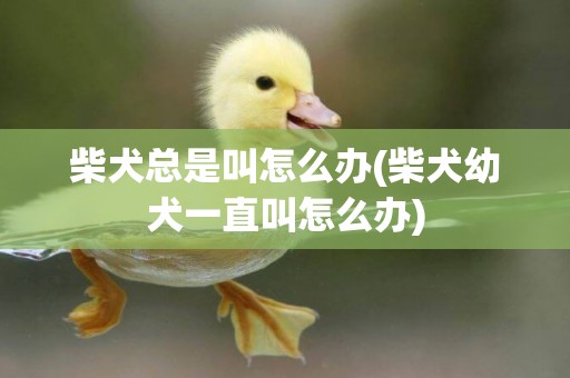 柴犬總是叫怎么辦(柴犬幼犬一直叫怎么辦)