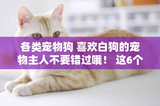 各類寵物狗 喜歡白狗的寵物主人不要錯過哦！ 這6個品種的狗被稱為“白雪公主” 