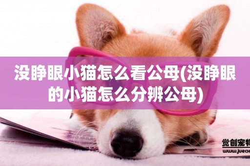 沒睜眼小貓怎么看公母(沒睜眼的小貓怎么分辨公母)