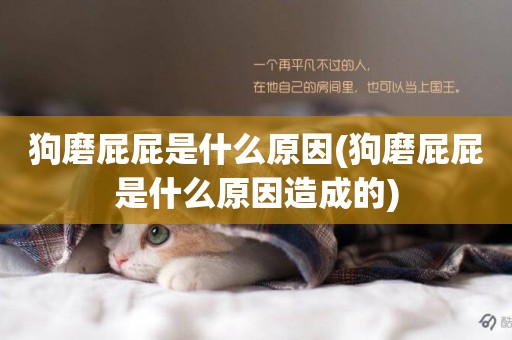 狗磨屁屁是什么原因(狗磨屁屁是什么原因造成的)