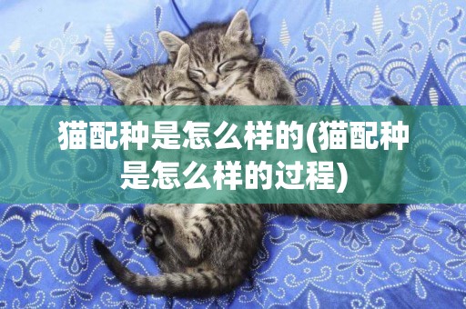 貓配種是怎么樣的(貓配種是怎么樣的過程)