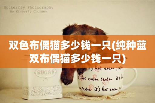 雙色布偶貓多少錢一只(純種藍雙布偶貓多少錢一只)