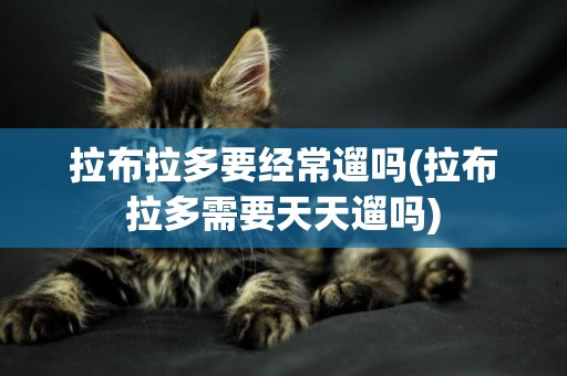 拉布拉多要經常遛嗎(拉布拉多需要天天遛嗎)
