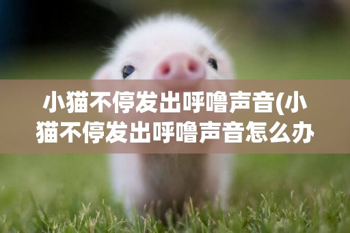 小貓不停發出呼嚕聲音(小貓不停發出呼嚕聲音怎么辦)