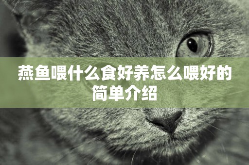 燕魚喂什么食好養怎么喂好的簡單介紹