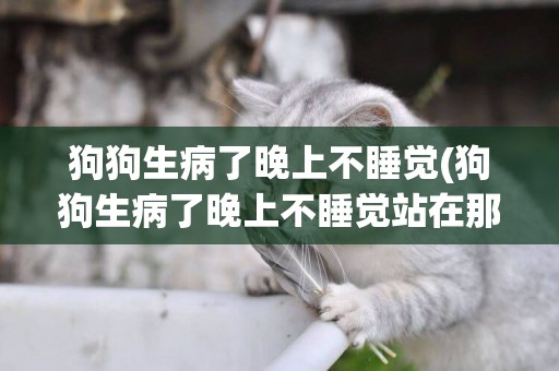 狗狗生病了晚上不睡覺(狗狗生病了晚上不睡覺站在那里不動)