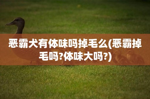惡霸犬有體味嗎掉毛么(惡霸掉毛嗎?體味大嗎?)