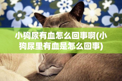 小狗尿有血怎么回事啊(小狗尿里有血是怎么回事)