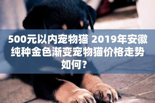 500元以內寵物貓 2019年安徽純種金色漸變寵物貓價格走勢如何？ 