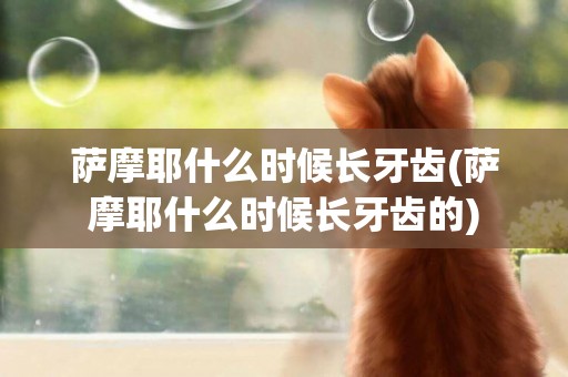 薩摩耶什么時候長牙齒(薩摩耶什么時候長牙齒的)