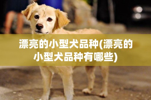 漂亮的小型犬品種(漂亮的小型犬品種有哪些)