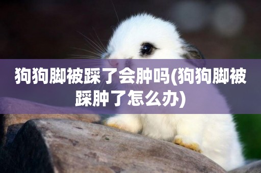 狗狗腳被踩了會腫嗎(狗狗腳被踩腫了怎么辦)