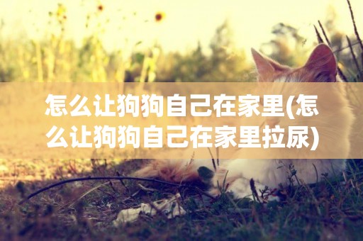怎么讓狗狗自己在家里(怎么讓狗狗自己在家里拉尿)