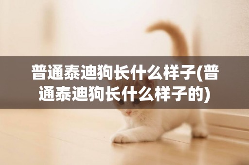 普通泰迪狗長什么樣子(普通泰迪狗長什么樣子的)
