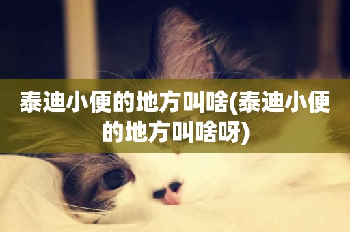 泰迪小便的地方叫啥(泰迪小便的地方叫啥呀)