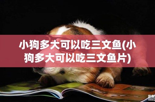 小狗多大可以吃三文魚(小狗多大可以吃三文魚片)