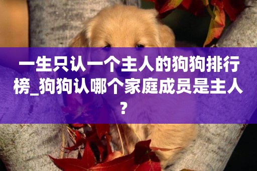 一生只認一個主人的狗狗排行榜_狗狗認哪個家庭成員是主人？ 
