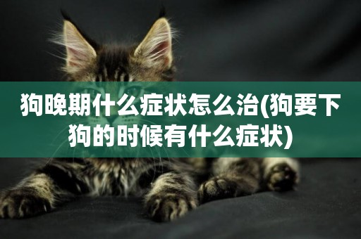 狗晚期什么癥狀怎么治(狗要下狗的時候有什么癥狀)