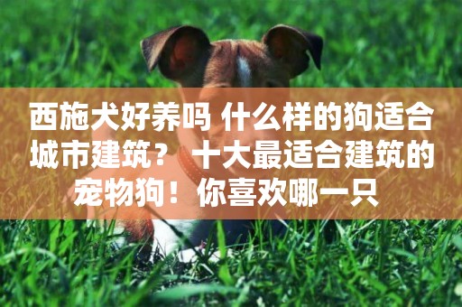 西施犬好養嗎 什么樣的狗適合城市建筑？ 十大最適合建筑的寵物狗！你喜歡哪一只 
